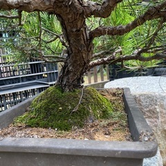 盆栽　赤松　黒松、在庫多数の画像