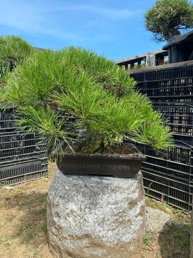 盆栽　赤松　黒松、在庫多数