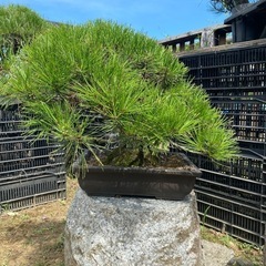 盆栽　赤松　黒松、在庫多数の画像