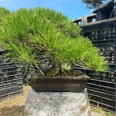 盆栽　赤松　黒松、在庫多数の画像