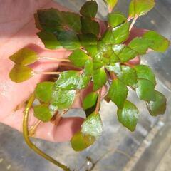 ウォーターダイヤひと株🍀①人気水草浮葉✨の画像