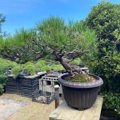 赤松　黒松　盆栽、在庫多数の画像