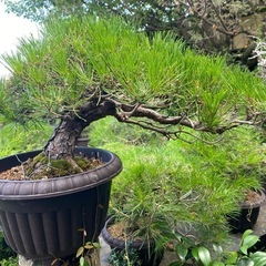 赤松　黒松　盆栽、在庫多数の画像