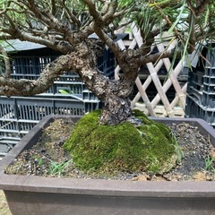 黒松　赤松　盆栽、在庫多数の画像
