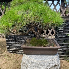 黒松　赤松　盆栽、在庫多数の画像