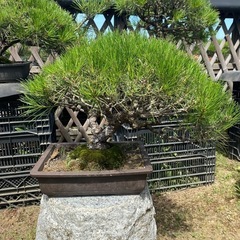 黒松　赤松　盆栽、在庫多数の画像