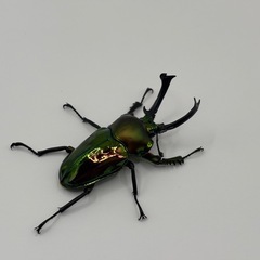 ニジイロクワガタ ペアの画像