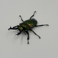 ニジイロクワガタ ペア
