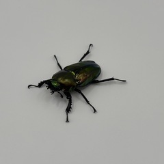 ニジイロクワガタ ペアの画像