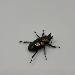 ニジイロクワガタ ペアの画像