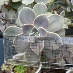 多肉植物　2カット100円の画像