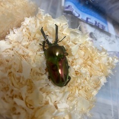 ニジイロクワガタ　ノーマルカラー
　幼虫　の画像