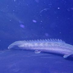 熱帯魚!ポリプテルス・ビキールビキールの画像