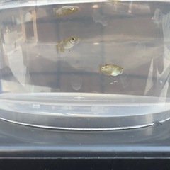 【メダカ無人販売🐟】トリオ値下げしました。の画像