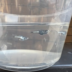 【メダカ無人販売🐟】トリオ値下げしました。の画像