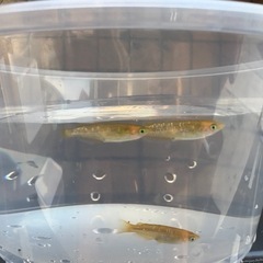 【メダカ無人販売🐟】トリオ値下げしました。の画像