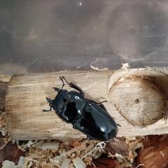 アルキデスヒラタ  89㎜長歯タイプ　ペア♀オマケ の画像