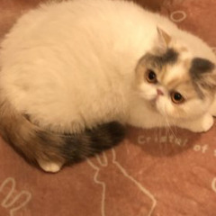 エキゾチックショートヘア　女の子　５歳