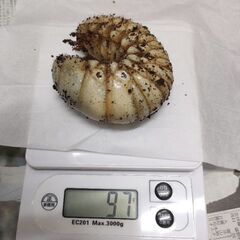 ラスト！　97g エレファスゾウカブト　3令後期幼虫♂オス単品1匹 