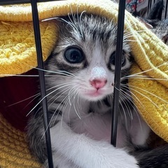 4/13生まれの可愛い子猫兄妹です🌸