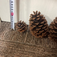 まつぼっくりの画像