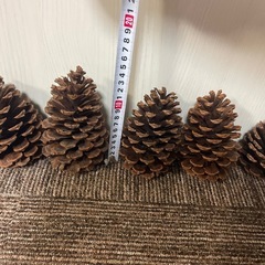 まつぼっくりの画像