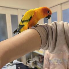 コガネメキシコインコ里親募集