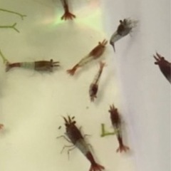 レッドルリーシュリンプ