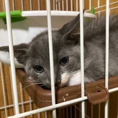 グレー白の子猫の里親さん、募集してます。 − 茨城県