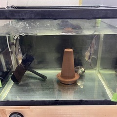 ワイルドディスカス　ペア　　水槽セット　熱帯魚　　の画像