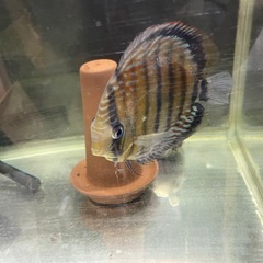 ワイルドディスカス　ペア　　水槽セット　熱帯魚　　の画像
