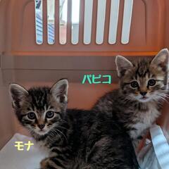 保護ニャン🐾出会い＆ご縁繋ぐ譲渡会in大江コミセン