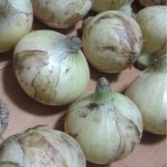 新たまねぎ 玉ねぎ Sサイズ 3個で100円