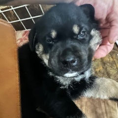 生後1ヶ月 子犬4匹