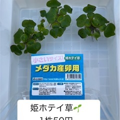 【ゆうメダカ】姫ホテイ草　1株　50円
