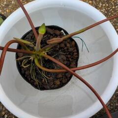 睡蓮  タンポンの画像