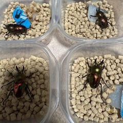 ニジイロクワガタ