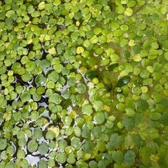 アマゾンドワーフフロッグピット‪🌱‬めだか