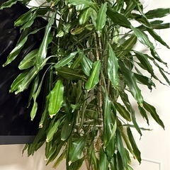 大型観葉植物 ドラセナ・マッサンゲアナ  