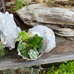 多肉、セダムの寄植えの画像