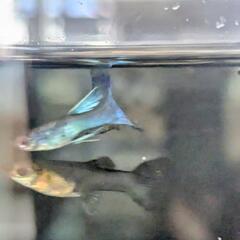 モスコーグリーン グッピーの画像