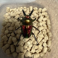 ニジイロクワガタ