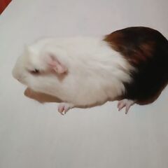 モルモット