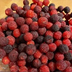無料！　感謝期間！　残り1kg！　今までに何か取り引き有る方、何か他の物を購入者優先！　果物　天然　完全無農薬のヤマモモ　やまもも　500gの画像