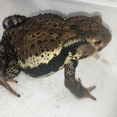 ニホンヒキガエル天然採集　　の画像