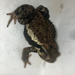ニホンヒキガエル天然採集　　の画像