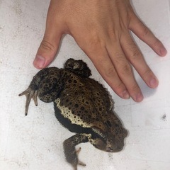 ニホンヒキガエル天然採集　　