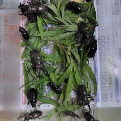 ミヤマクワガタ　小さめ〜ふつうサイズ　1匹100円の画像