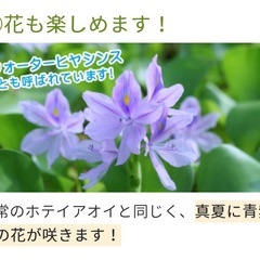 【ゆうメダカ】姫ホテイ草　1株　50円の画像