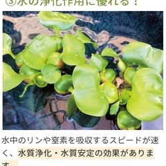 【ゆうメダカ】姫ホテイ草　1株　50円の画像